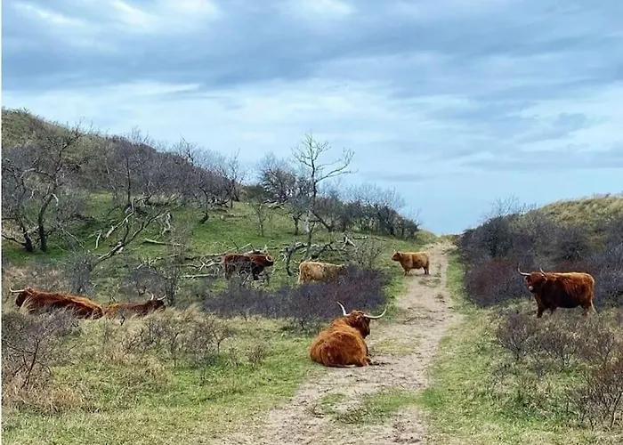 Zomerhuis In Wijk Aan Zee! 2 Pers فيكْ آنْ زي